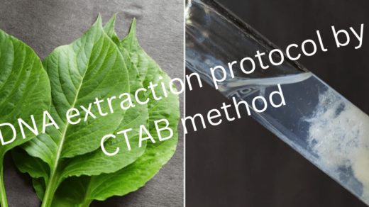 DNA extraction protocol by CTAB method