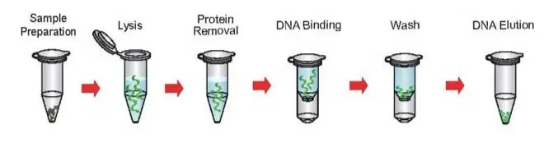 DNA extraction 