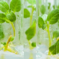 Potato tissue culture