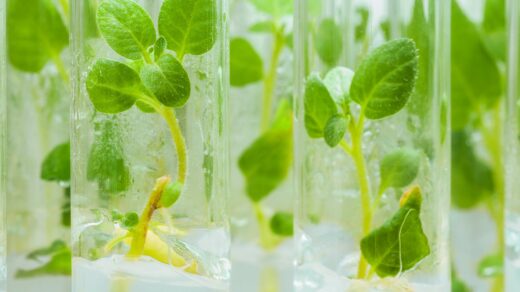 Potato tissue culture