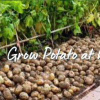 Grow potato at home