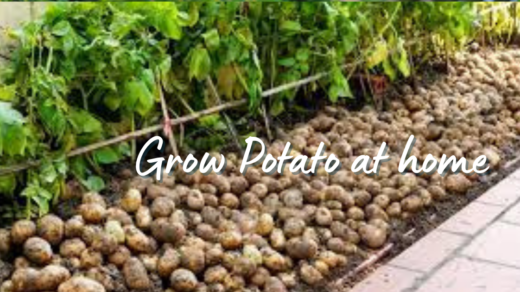 Grow potato at home